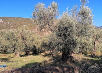 elaionas_amfissa