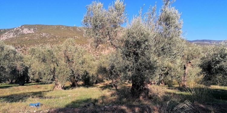elaionas_amfissa