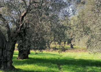 elaionas