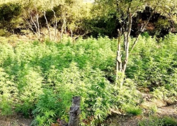 Στη φάκα “μεγαλοκαλλιεργητές” χασίς από τη Βοιωτία!