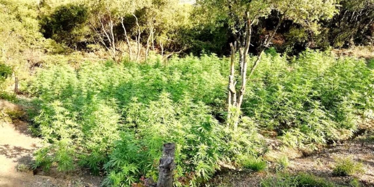 Στη φάκα “μεγαλοκαλλιεργητές” χασίς από τη Βοιωτία!