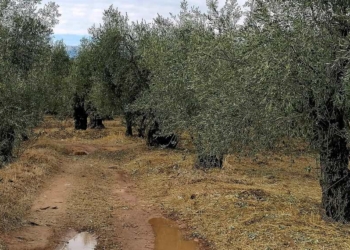 Ελαιόλαδο: Ποιοι είναι οι καλύτεροι πελάτες της Ελλάδας