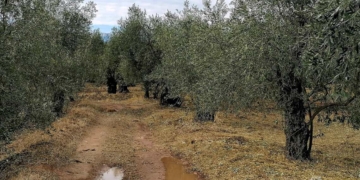 Ελαιόλαδο: Ποιοι είναι οι καλύτεροι πελάτες της Ελλάδας