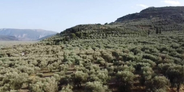 eleonas_iparnassos