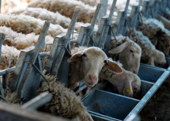 ktinotrofia_iparnassos