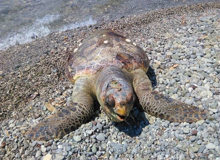 Νεκρή θαλάσσια χελώνα στην Τραγάνα – iparnassos