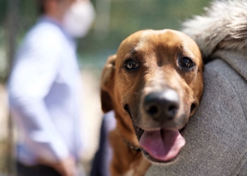 Καταφύγιο αδέσποτων ζώων με συμμετοχή του  Δήμου Αμφίκλειας-Ελάτειας
