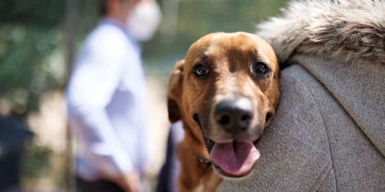Καταφύγιο αδέσποτων ζώων με συμμετοχή του  Δήμου Αμφίκλειας-Ελάτειας