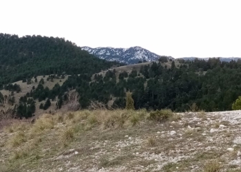 Ξεράθηκε αιφνίδια έκταση στη “Μεγάλη Ράχη” Πολυδρόσου! (Photos)