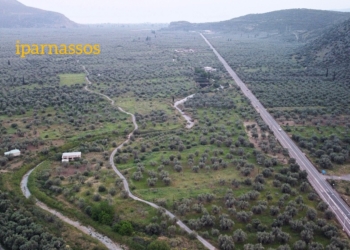 70€ ενίσχυση για επιτραπέζιες ελιές