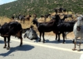 ktinotrofia_iparnassos