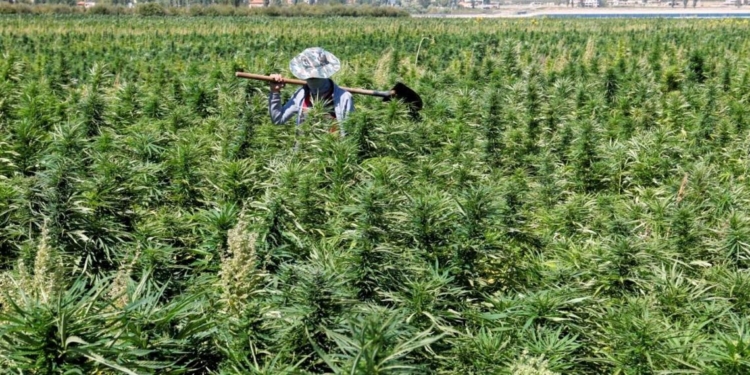 15 άδειες για μονάδες βιομηχανικής κάναβης στη Βοιωτία