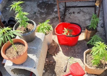 Συνελήφθη, ενώ καλλιεργούσε χασίς στο σπίτι του στη Λαμία