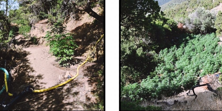 Μεγαλοφυτεία με 2.400 δενδρύλλια και φυτώρια χασίς εντόπισαν στη Δωρίδα!