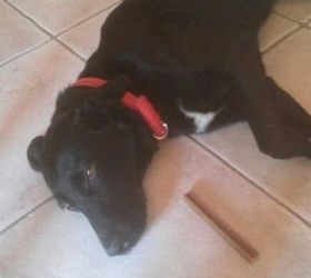 Αναζητείται σκυλάκι στην Αμφίκλεια