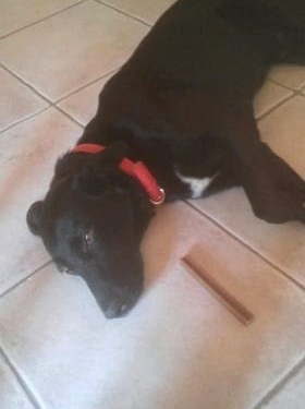 Αναζητείται σκυλάκι στην Αμφίκλεια