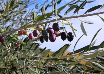 Το λάδι των Ραχών κατακτά το διεθνές καταναλωτικό κοινό!