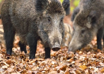 agrigourouna_iparnassos