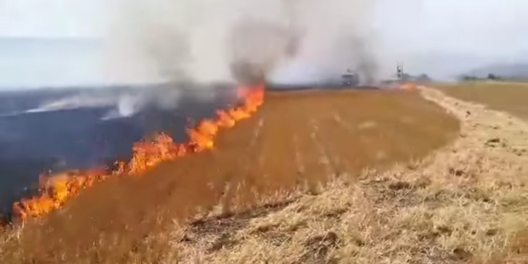 fotia-elateia_iparnassos