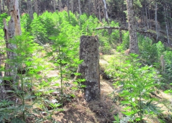 Επιβεβαιώνει η Αστυνομία τη μεγάλη φυτεία της Καλοσκοπής !