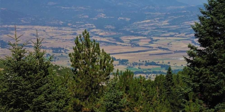 Πρόγραμμα καταπολέμησης πιτυοκάμπης των πεύκων