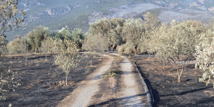 Ν.Ε. ΣΥΡΙΖΑ – Π.Σ. Φωκίδας:  Καμία συγνώμη. Πολιτική δειλία από πολιτεία!￼