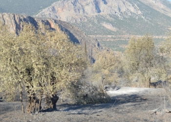 Μπούγας: Η αποκατάσταση της αλήθειας για τον ελαιώνα