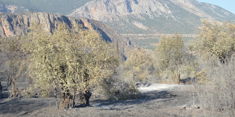 Μπούγας: Η αποκατάσταση της αλήθειας για τον ελαιώνα