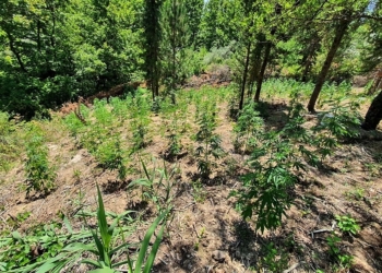 Μεγάλη χασισοφυτεία εντοπίστηκε στην Αμφίκλεια! (photos)