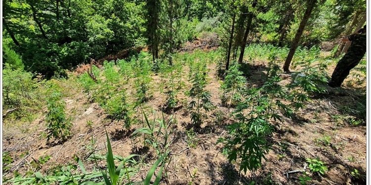 Μεγάλη χασισοφυτεία εντοπίστηκε στην Αμφίκλεια! (photos)