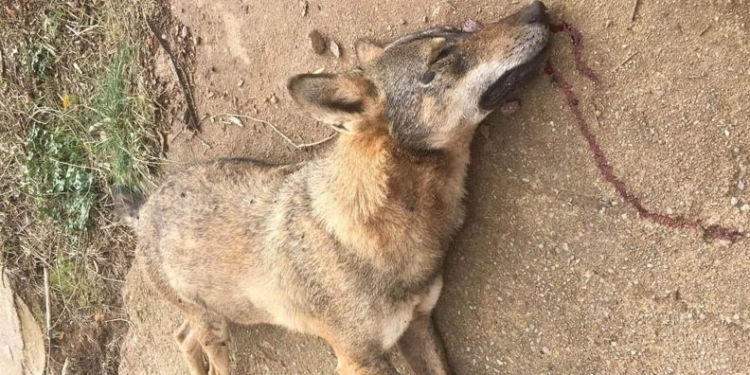 Τροχαίο με λύκο στην Αράχωβα