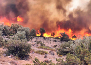 Δ.Λεβαδέων-Υποβολή αιτήσεων αποζημίωσης στους πληγέντες από τις πυρκαγιές, γεωργούς-κτηνοτρόφους και μελισσουργούς