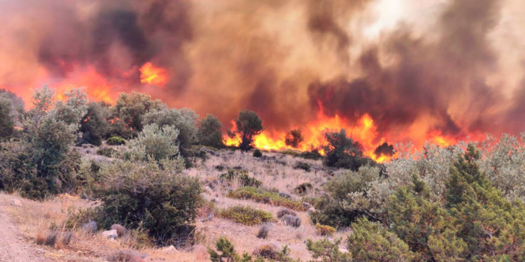 Δ.Λεβαδέων-Υποβολή αιτήσεων αποζημίωσης στους πληγέντες από τις πυρκαγιές, γεωργούς-κτηνοτρόφους και μελισσουργούς