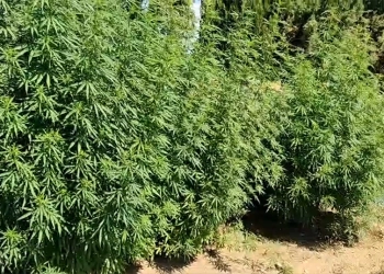 Σημαντική επιτυχία της Διεύθυνσης Αστυνομίας Φωκίδας στην Καταπολέμηση διάδοσης των Ναρκωτικών