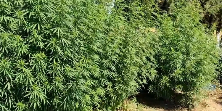 Σημαντική επιτυχία της Διεύθυνσης Αστυνομίας Φωκίδας στην Καταπολέμηση διάδοσης των Ναρκωτικών