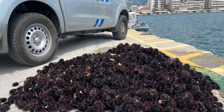 Τον έπιασαν για παράνομη αλίευση αχινών