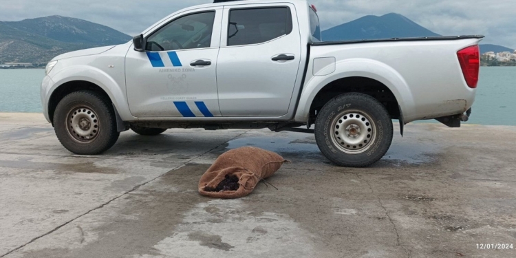 Τι 20 τι 320,τριακόσιους  αχινούς πάνω από το νόμιμο είχε αλιεύσει.