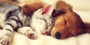 Ενημέρωση για τους ιδιοκτήτες των ζώων συντροφιάς