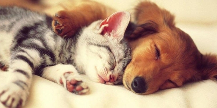 Ενημέρωση για τους ιδιοκτήτες των ζώων συντροφιάς