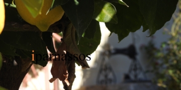 Το πορτοκαλοχώρι στην Βοιωτία και οι αρχαίοι του θησαυροί