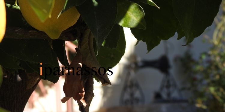 Το πορτοκαλοχώρι στην Βοιωτία και οι αρχαίοι του θησαυροί