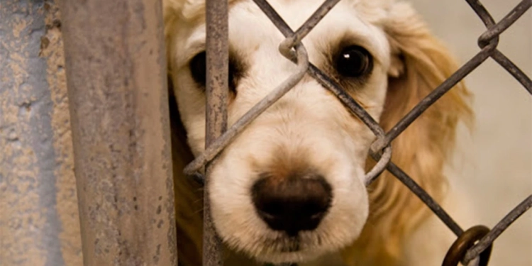 10410 Τηλεφωνική Γραμμή καταγγελιών για κακοποιήσεις ζώων (spot)