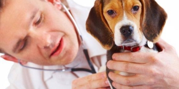 Γιατί απεργούν οι κτηνίατροι αύριο 17 Ιανουαρίου