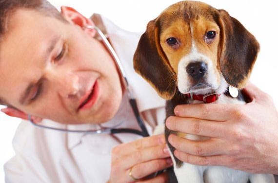 Γιατί απεργούν οι κτηνίατροι αύριο 17 Ιανουαρίου