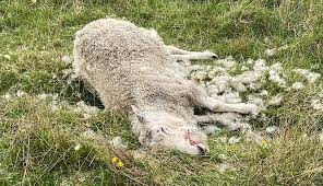 Ενημέρωση των κτηνοτρόφων του Δ.Λοκρών για την ευλογιά των αιγοπροβάτων