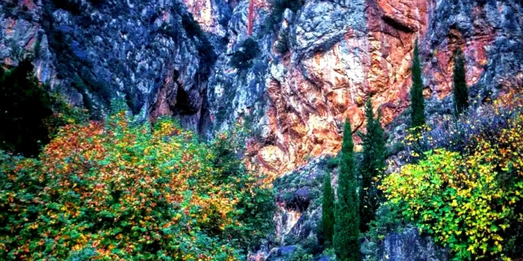 36Χρονη γυναίκα νεκρή στους Δελφούς