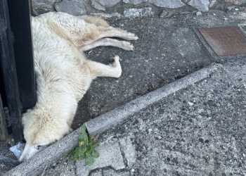 Ανησυχητική αύξηση περιστατικών δηλητηρίασης ζώων στην Πολύδροσο Φωκίδας