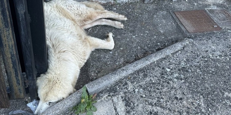 Ανησυχητική αύξηση περιστατικών δηλητηρίασης ζώων στην Πολύδροσο Φωκίδας