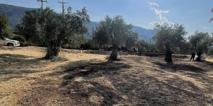 Γρήγορα υπό έλεγχο, η φωτιά στον παραδοσιακό ελαιώνα της Άμφισσας, πλησίον της Κοινότητας Σερνικακίου.
