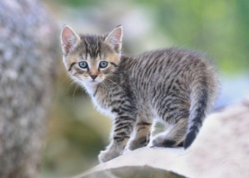 Ανακοίνωση για δράση στείρωσης για αδέσποτες γάτες